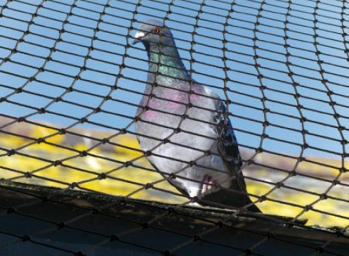 Want To Keep Pest Birds Away Netting Is Available At Your Rescue