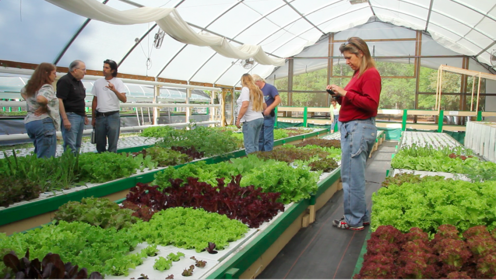 Proper Inputs Given To Indoor Plants Can Improve Agricultural Yield