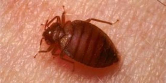 Don't Let The Bed Bugs Bite  Everything You Need To Know About These Little Creatures