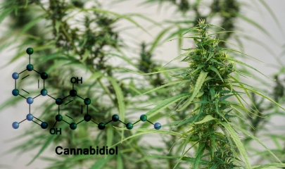 How Do Cannabinoids Work?
